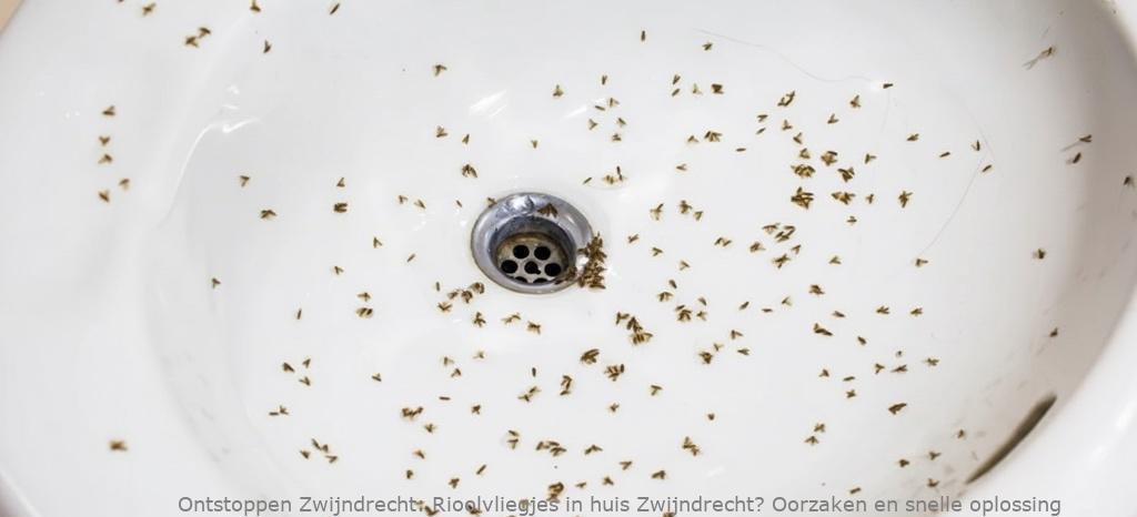 Rioolvliegjes in huis Zwijndrecht? Oorzaken en snelle oplossing